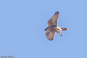 Peregrine Falcon, Sanetti Plain, Ethiopia, January 2016 - click for larger image