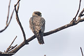 Peregrine Falcon, Ankarafantsika NP, Madagascar, November 2016 - click for larger image