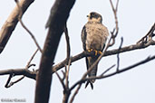 Peregrine Falcon, Ankarafantsika NP, Madagascar, November 2016 - click for larger image