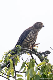 Banded Kestrel, Ankarafantsika NP, Madagascar, November 2016 - click for larger image