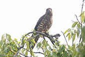 Banded Kestrel, Ankarafantsika NP, Madagascar, November 2016 - click for larger image