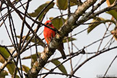 Red Fody, Perinet, Madagascar, November 2016 - click for larger image