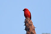 Red Fody, Mosa Park, Ifaty, Madagascar, November 2016 - click for larger image