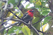 Red Fody, Perinet, Madagascar, November 2016 - click for larger image