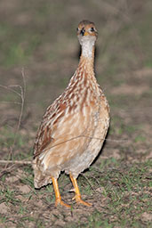 White-throated Francolin, Mole, Ghana, June 2011 - click for larger image