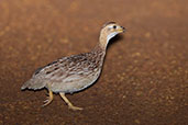 White-throated Francolin, Mole, Ghana, June 2011 - click for larger image