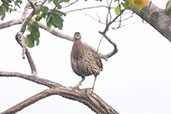 Double-spurred Francolin, Shai Hills, Ghana, May 2011 - click for larger image