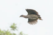 Double-spurred Francolin, Shai Hills, Ghana, May 2011 - click for larger image