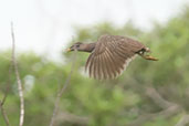Double-spurred Francolin, Shai Hills, Ghana, May 2011 - click for larger image