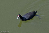 Red-knobbed Coot, Lake Hora, Ethiopia, January 2016 - click for larger image