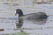 Red-knobbed Coot, Lake Awassa, Ethiopia, January 2016 - click for larger image