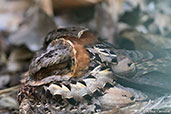 Collared Nightjar, Perinet, Madagascar, November 2016 - click for larger image