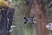 Common Moorhen, Perinet, Madagascar, November 2016 - click for larger image