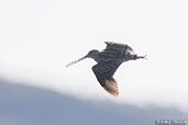 Madagascar Snipe, Torotorofotsy Ramsar Site, Madagascar, November 2016 - click for larger image