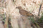 Sun Lark, Mole, Ghana, June 2011 - click for larger image