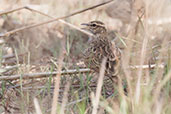 Sun Lark, Mole, Ghana, June 2011 - click for larger image