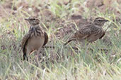 Sun Lark, Mole, Ghana, June 2011 - click for larger image