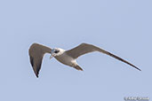 Common Gull-billed Tern, Lake Ziway, Ethiopia, January 2016 - click for larger image