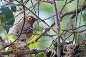 Abyssinian Ground-thrush, Harenna Forest, Ethiopia, January 2016 - click for larger image
