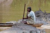 Rock Pratincole, Praso River, Ghana, May 2011 - click for larger image