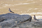 Rock Pratincole, Praso River, Ghana, May 2011 - click for larger image