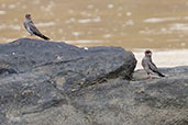 Rock Pratincole, Praso River, Ghana, May 2011 - click for larger image