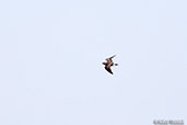 Madagascar Pratincole, Betsiboka River Crossing on N4, Madagascar, November 2016 - click for larger image