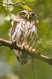 Pearl-spotted Owlet, Mole, Ghana, June 2011 - click for larger image