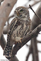 Pearl-spotted Owlet, Yabello, Ethiopia, January 2016 - click for larger image