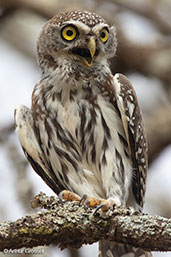 Pearl-spotted Owlet, Yabello, Ethiopia, January 2016 - click for larger image