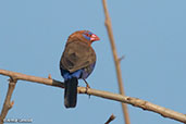 Purple Grenadier, Yabello, Ethiopia, January 2016 - click for larger image