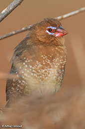 Purple Grenadier, Yabello, Ethiopia, January 2016 - click for larger image