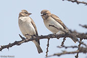 Sahel Bush-sparrow, Lake Langano, Ethiopia, January 2016 - click for larger image