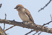 Sahel Bush-sparrow, Lake Langano, Ethiopia, January 2016 - click for larger image