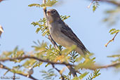 Yellow-spotted Bush-sparrow, Bogol, Ethiopia, January 2016 - click for larger image