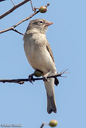 Yellow-spotted Bush-sparrow, Yabello, Ethiopia, January 2016 - click for larger image