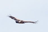 White-backed Vulture, Mole, Ghana, June 2011 - click for larger image