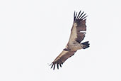 White-backed Vulture, Mole, Ghana, June 2011 - click for larger image