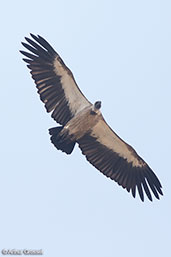 White-backed Vulture, Koka Dam, Ethiopia, January 2016 - click for larger image