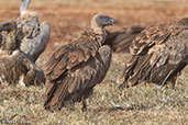 White-backed Vulture, Bogol, Ethiopia, January 2016 - click for larger image
