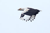 Palm-nut Vulture, Mole, Ghana, June 2011 - click for larger image