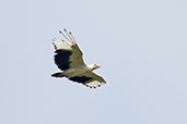 Palm-nut Vulture, Mole, Ghana, June 2011 - click for larger image