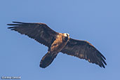 Bearded Vulture, Gemesa Geden, Ethiopia, January 2016 - click for larger image