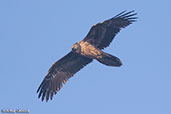 Bearded Vulture, Gemesa Geden, Ethiopia, January 2016 - click for larger image