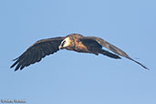 Bearded Vulture, Gemesa Geden, Ethiopia, January 2016 - click for larger image