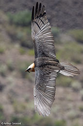 Bearded Vulture, Lalibela, Ethiopia, January 2016 - click for larger image