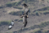 Bearded Vulture, Lalibela, Ethiopia, January 2016 - click for larger image