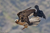 Bearded Vulture, Lalibela, Ethiopia, January 2016 - click for larger image