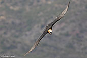 Bearded Vulture, Lalibela, Ethiopia, January 2016 - click for larger image