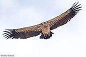 Rüppell's Vulture, Koka Dam, Ethiopia, January 2016 - click for larger image
